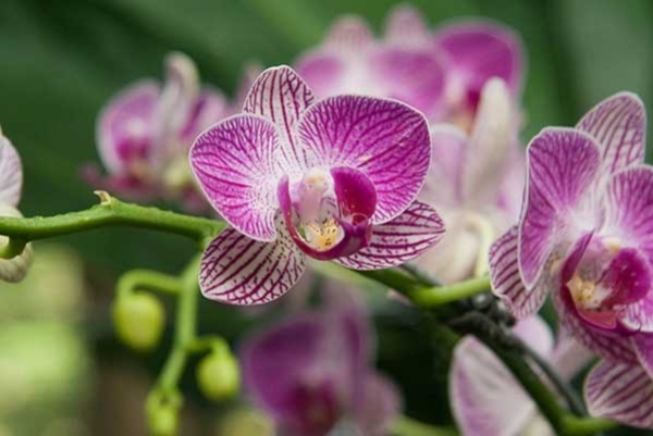 6 Tips Merawat Anggrek Untuk Pemula